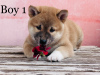 Photo №3. shiba inu. Hongrie