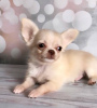 Photo №4. Je vais vendre chihuahua en ville de Texas City. annonce privée, éleveur - prix - 284€