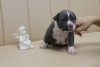 Photo №1. staffordshire bull terrier - à vendre en ville de Chisinau | 800€ | Annonce №62653