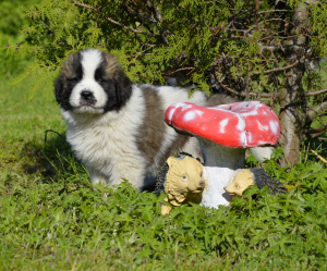 Photo №4. Je vais vendre chien de garde de moscou en ville de Voronezh. de la fourrière - prix - 316€