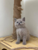 Photo №4. Je vais vendre british shorthair en ville de Barcelone. annonce privée, éleveur - prix - 300€