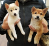 Photo №1. shiba - à vendre en ville de Helsinki | négocié | Annonce №108683