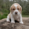 Photo №3. chiots beagle. Allemagne