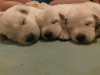 Photo №1. berger blanc suisse - à vendre en ville de Aachen | 500€ | Annonce №80845