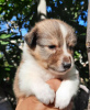 Photo №2 de l'annonce № 8168 de la vente shetland (chien) - acheter à Fédération de Russie éleveur