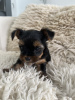 Photo №1. yorkshire terrier - à vendre en ville de Jersey City | 426€ | Annonce №111063