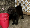 Photo №1. labrador retriever - à vendre en ville de Nuremberg | 400€ | Annonce №56604