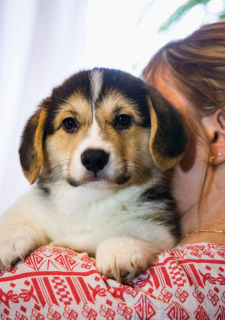 Photo №2 de l'annonce № 1640 de la vente welsh corgi - acheter à Fédération de Russie éleveur