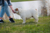 Photo №1. bulldog anglais - à vendre en ville de Daugavpils | 1000€ | Annonce №19605