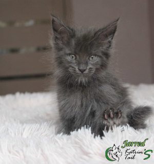 Photo №1. maine coon - à vendre en ville de Saint-Pétersbourg | 484€ | Annonce № 6453