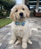 Photo №1. golden retriever - à vendre en ville de Montreal | 473€ | Annonce №103648