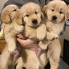 Photo №1. golden retriever - à vendre en ville de Cochem | 400€ | Annonce №121961