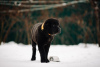 Photo №1. buryat wolfhound mongol - à vendre en ville de Наро-Фоминск | 739€ | Annonce №37072