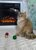 Photo №1. british shorthair - à vendre en ville de Сан - Анджело | négocié | Annonce № 84092