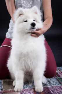 Photos supplémentaires: Samoyed. Super garçon