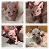 Photo №1. sphynx - à vendre en ville de Sacramento | Gratuit | Annonce № 114176