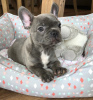 Photo №1. bouledogue - à vendre en ville de Tallinn | négocié | Annonce №125260