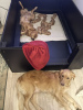 Photo №1. golden retriever - à vendre en ville de New Orleans | 379€ | Annonce №103390