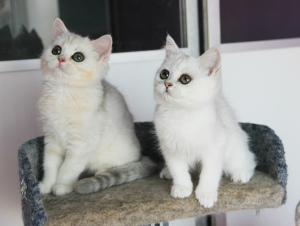 Photo №2 de l'annonce № 1669 de la vente british shorthair - acheter à Fédération de Russie de la fourrière