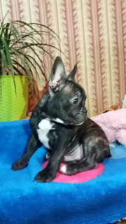 Photo №1. bouledogue - à vendre en ville de Хмельницкий | 188€ | Annonce №4686