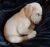 Photo №3. CHIOT LABRADOR GOLDEN RETRIEVER. Espagne