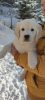 Photo №1. golden retriever - à vendre en ville de Brenna | 2000€ | Annonce №86345