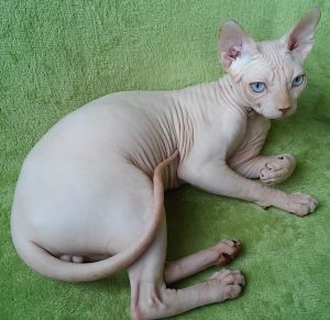 Photo №4. Je vais vendre sphynx en ville de Odessa. de la fourrière - prix - 454€