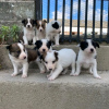 Photo №1. border collie - à vendre en ville de Everton | 550€ | Annonce №13499