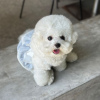 Photo №1. bichon à poil frisé - à vendre en ville de Varsovie | 350€ | Annonce №119256