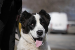 Photo №1. chien bâtard - à vendre en ville de Москва | Gratuit | Annonce №6230