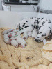 Photo №1. dalmatien - à vendre en ville de Scarborough | 473€ | Annonce №111705