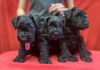 Photo №3. Chiots Kerry Blue Terrier. Biélorussie