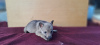Photo №4. Je vais vendre chien-loup tchécoslovaque en ville de Belgrade. annonce privée - prix - 500€