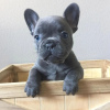 Photo №1. bouledogue - à vendre en ville de Велико-Тырново | négocié | Annonce №79816