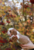 Photos supplémentaires: cavalier roi Charles Spaniel