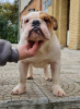 Photo №1. bulldog anglais - à vendre en ville de Sumy | 1000€ | Annonce №10940