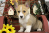 Photo №2 de l'annonce № 63550 de la vente welsh corgi - acheter à Grèce 