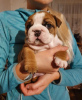 Photo №2 de l'annonce № 13479 de la vente bulldog anglais - acheter à Allemagne de la fourrière
