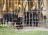 Photos supplémentaires: Chiots Dobermann