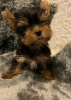 Photo №1. yorkshire terrier - à vendre en ville de Seden | 250€ | Annonce №121334