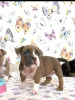 Photos supplémentaires: American Bully Poche