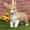 Photo №1. welsh corgi - à vendre en ville de Штутгарт | 850€ | Annonce №115182