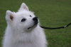 Photos supplémentaires: Chiots Spitz japonais