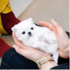 Photo №4. Je vais vendre bichon maltais en ville de Helsinki. annonce privée, éleveur - prix - 450€