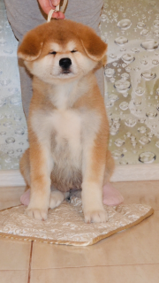 Photo №2 de l'annonce № 4369 de la vente akita (chien) - acheter à Fédération de Russie éleveur
