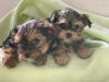 Photo №2 de l'annonce № 99172 de la vente yorkshire terrier - acheter à Allemagne annonce privée