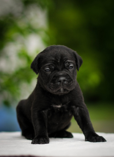 Photos supplémentaires: Charmants chiots Cane Corso