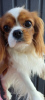 Photo №1. cavalier king charles spaniel - à vendre en ville de Kiev | 1691€ | Annonce №11621