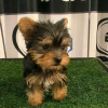 Photo №1. yorkshire terrier - à vendre en ville de Iowa City | 379€ | Annonce №111383