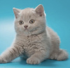 Photo №2 de l'annonce № 123933 de la vente british shorthair - acheter à République Tchèque annonce privée